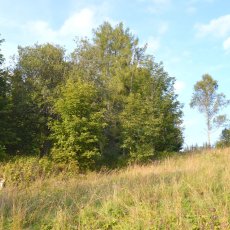 Pozemek o výměře 8040 m2, obec Borová Lada, okr. Prachatice