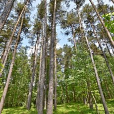 Prodej vzrostlého lesa na Českobudějovicku